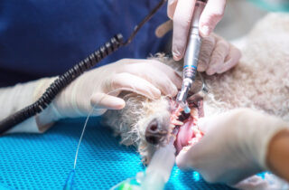 pet-dental-care-320×210-1