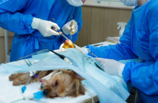 pet-surgeries-320×210-1